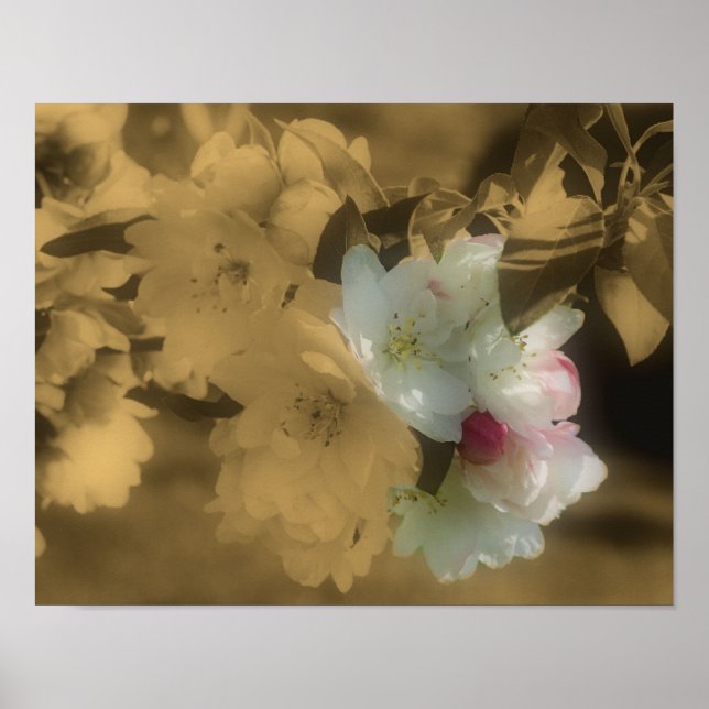 Vintage Sepia Spring Flower Blossoms Partial Color Poster (Front)