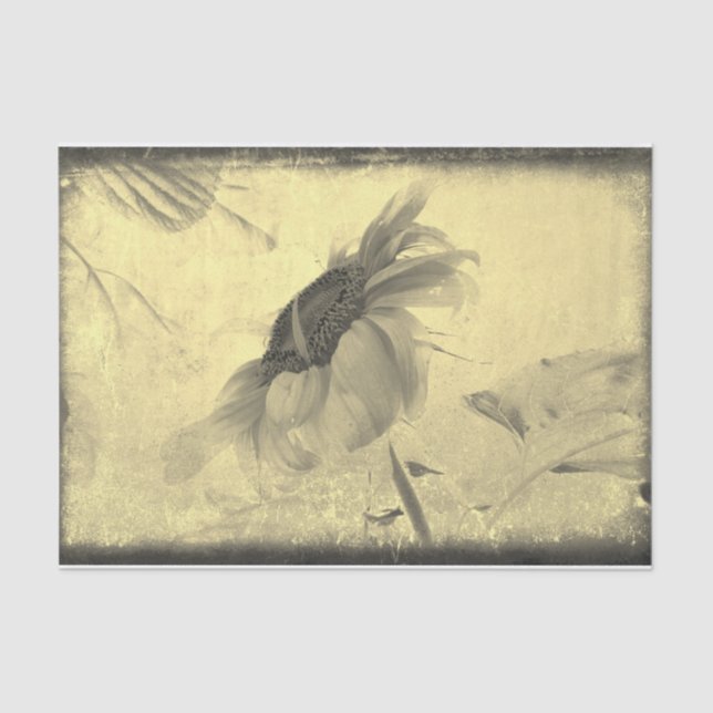 Vintage Sepia Tone Sunflower Grunge Texture Tissue Paper (Front)