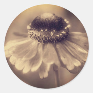 Vintage Sepia Zinnia Flower  Classic Round Sticker
