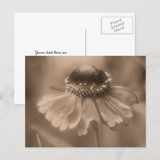 Vintage Sepia Zinnia Flower Personalised Postcard (Front/Back)