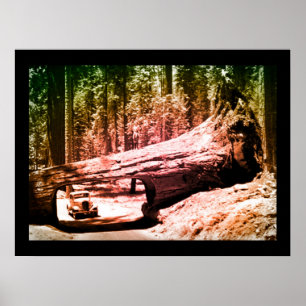 Vintage Sequoia Park Drive Poster