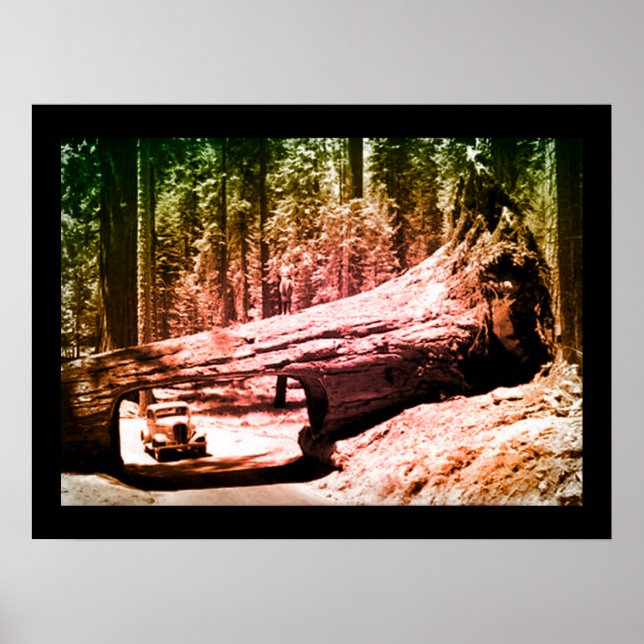 Vintage Sequoia Park Drive Poster (Front)