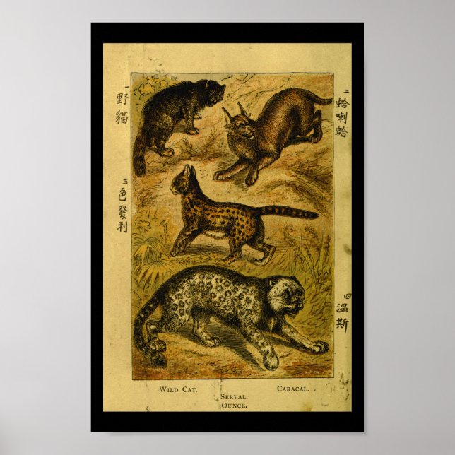 Vintage Serval Wild Cat Natural History Print (Front)