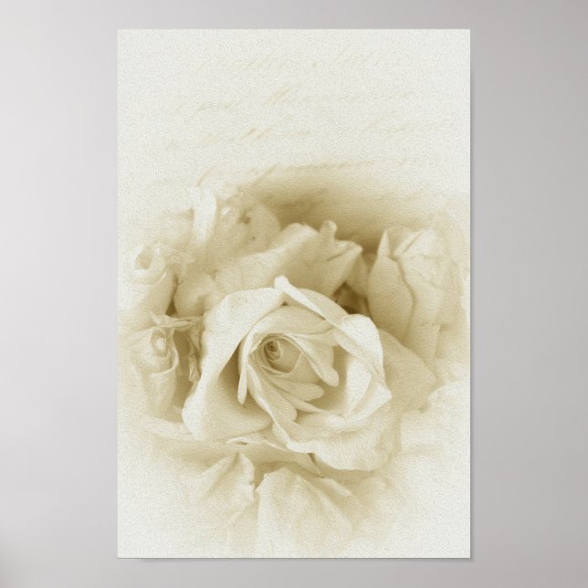 Vintage Shabby Chic White Rose And Script Poster (Front)