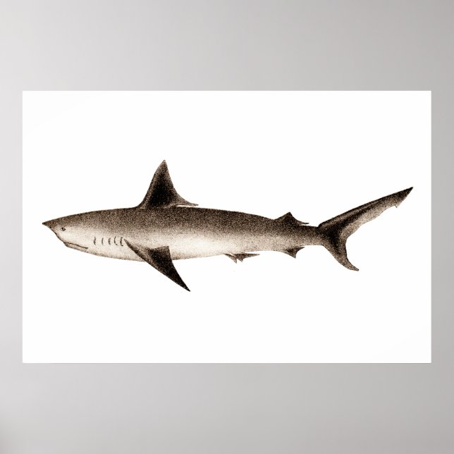 Vintage Shark Illustration - Retro Sharks Template Poster (Front)