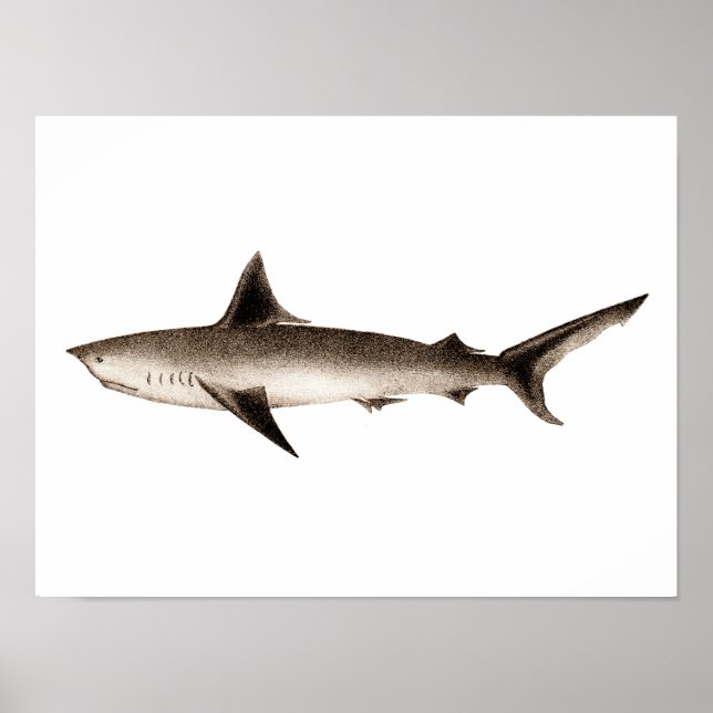 Vintage Shark Illustration - Retro Sharks Template Poster (Front)