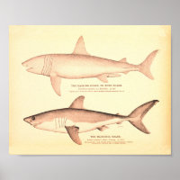 Vintage Shark Illustrations