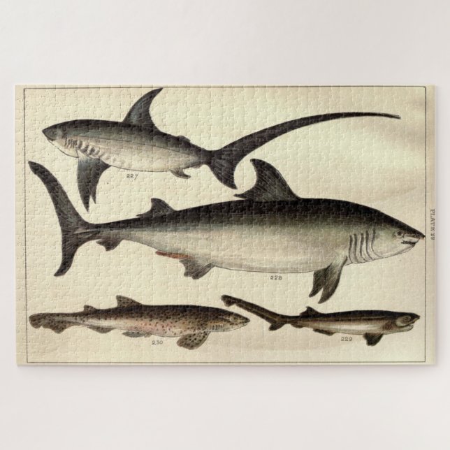 Vintage Shark Illustrative Diagram (1901) Jigsaw Puzzle (Horizontal)