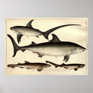 Vintage Shark Illustrative Diagram (1901) Poster