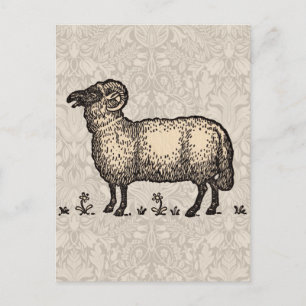Vintage Sheep Illustration: Farm Classic Art Postcard