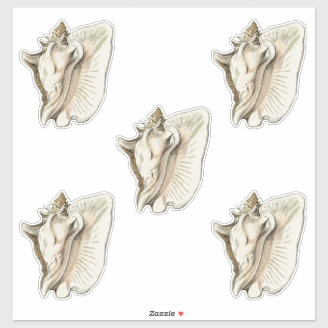 vintage shell set of 5 (Sheet)