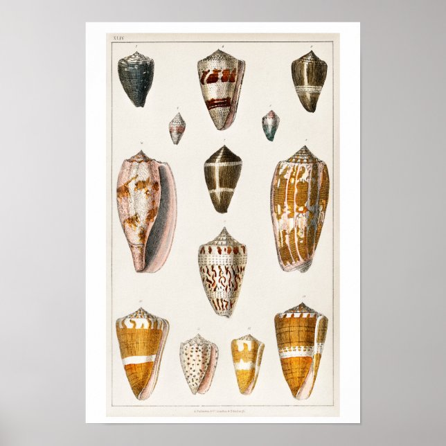 VINTAGE SHELLS ILLUSTRATION POSTER (Front)