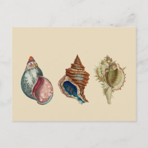 Vintage Shells Postcard