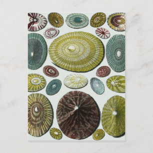 Vintage Shells Postcard