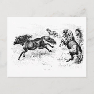 Vintage Shetland Ponies - 1800's Horse and Pony Postcard