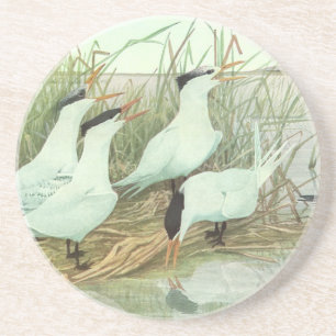 Vintage Shorebirds in a Marsh by Louis Fuertes Coaster