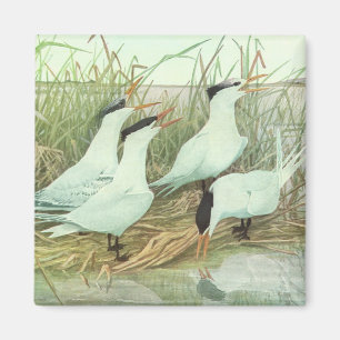 Vintage Shorebirds in a Marsh by Louis Fuertes Magnet