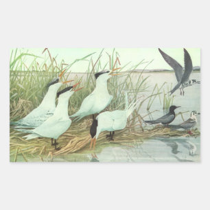 Vintage Shorebirds in a Marsh by Louis Fuertes Rectangular Sticker