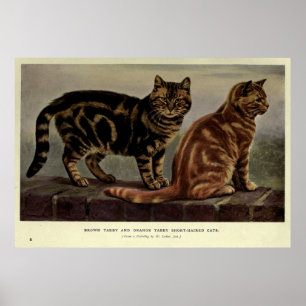 Vintage Short-Haired Tabby Cat Painting (1902) Poster