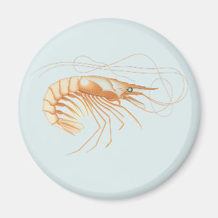 Vintage Shrimp Anatomy, Marine Life Ocean Animals Magnet