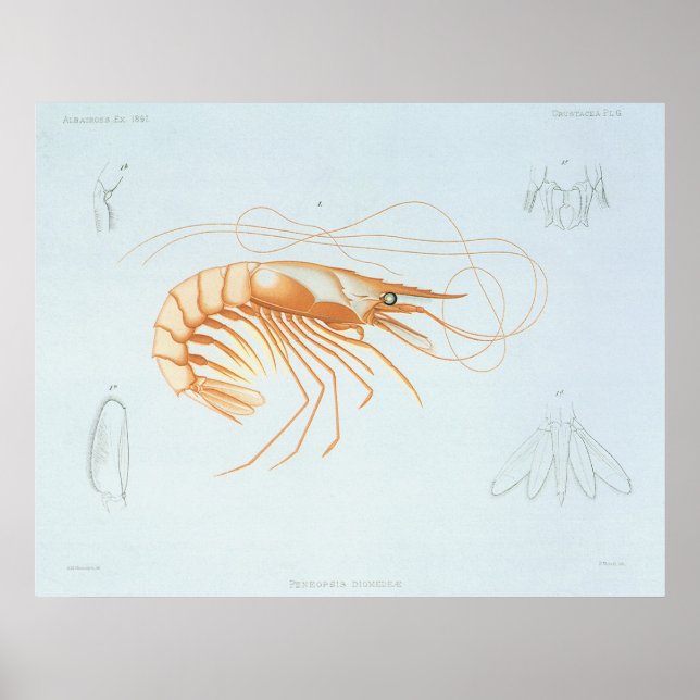 Vintage Shrimp, Marine Life Ocean Animals Anatomy Poster (Front)