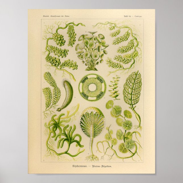Vintage Siphoneae Colour Ernst Haeckel Art Print (Front)