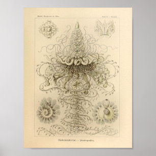 Vintage Siphonophorae Colour Ernst Haeckel Print