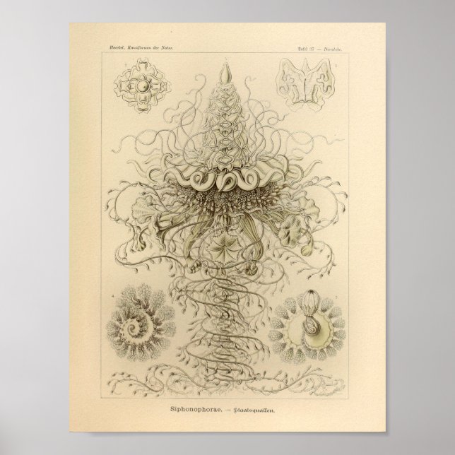 Vintage Siphonophorae Colour Ernst Haeckel Print (Front)