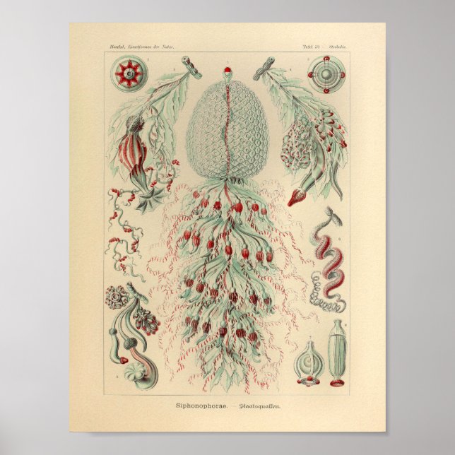 Vintage Siphonophorae Colour Ernst Haeckel Print (Front)