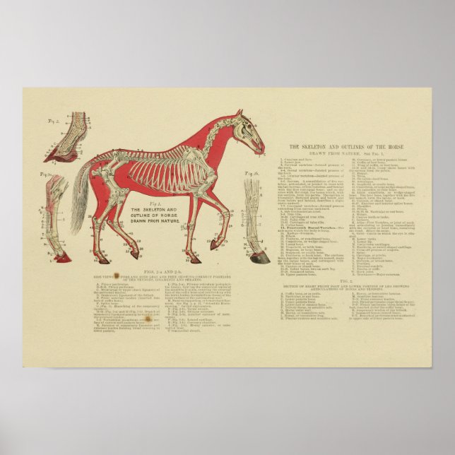 Vintage Skeletal Horse Anatomy Print 1902 (Front)