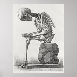 Vintage Skeleton Anatomy Poster