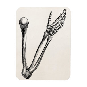 Vintage Skeleton Arm Bone Personalised Retro Bones Magnet