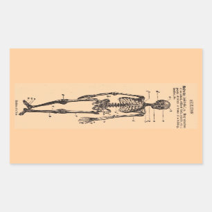 Vintage Skeleton Definition Rectangular Sticker