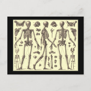 Vintage Skeleton Diagrams Postcard