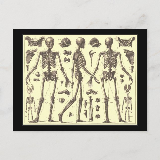 Vintage Skeleton Diagrams Postcard (Front)