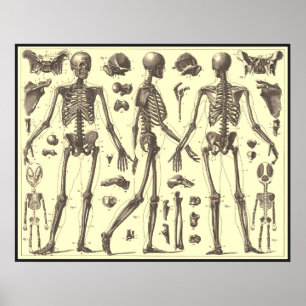 Vintage Skeleton Diagrams Poster