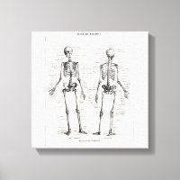 Vintage Skeleton Human Anatomy Bone Bones Skull