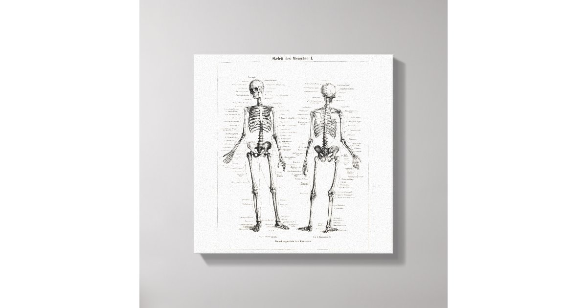 Vintage Skeleton Human Anatomy Bone Bones Skull Canvas Print | Zazzle