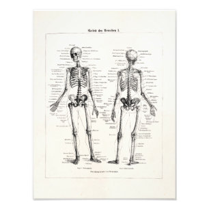 Vintage Skeleton Human Anatomy Bone Bones Skull Photo Print