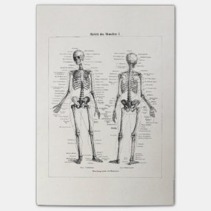 Vintage Skeleton Human Anatomy Bone Bones Skull Post-it Notes
