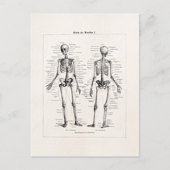 Vintage Skeleton Human Anatomy Bone Bones Skull Postcard (Front)