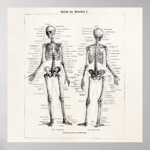 Vintage Skeleton Human Anatomy Bone Bones Skull Poster