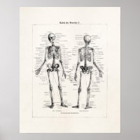 Vintage Skeleton Human Anatomy Bone Bones Skull