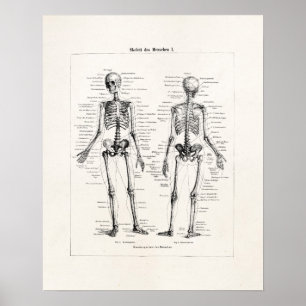 Vintage Skeleton Human Anatomy Bone Bones Skull Poster