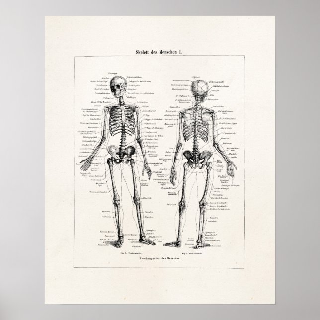 Vintage Skeleton Human Anatomy Bone Bones Skull Poster (Front)