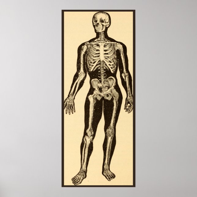 Vintage skeleton illustration aged whimsical  poster (Front)