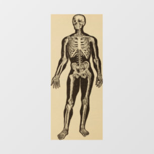 Vintage skeleton illustration aged whimsical  window cling