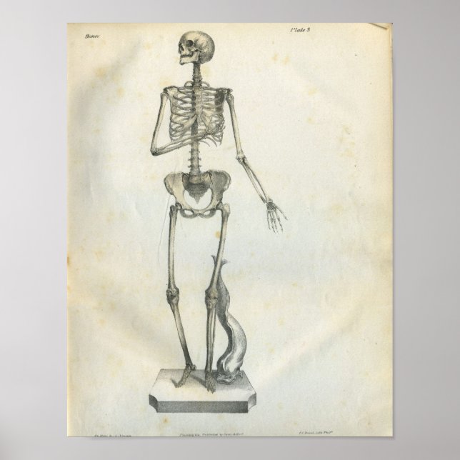 Vintage Skeleton Print 1854 (Front)