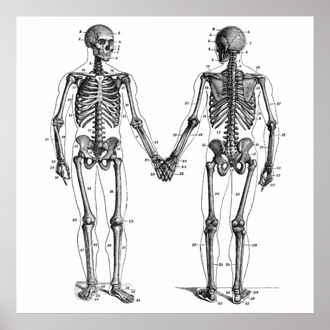 Vintage Skeletons Diagram with Numbered Bones Poster (Front)