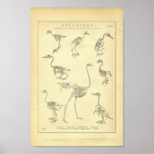 Vintage Skeletons of Birds Print